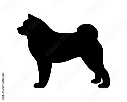 Elegant silhouette of an Akita dog breed, standing proudly on display