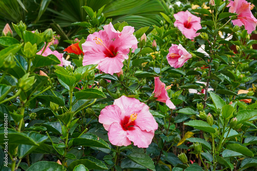 Close-up of vibrant pink hibiscus flowers blooming among lush green leaves in a tropical garden.