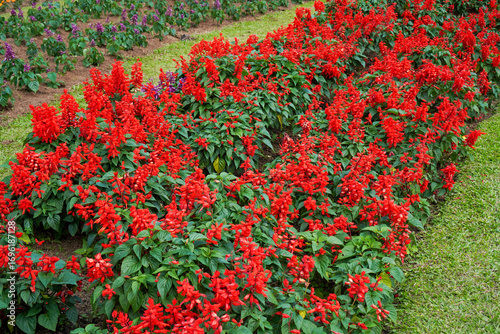 Field of vibrant red flowers blooming beautifully in the garden landscape.