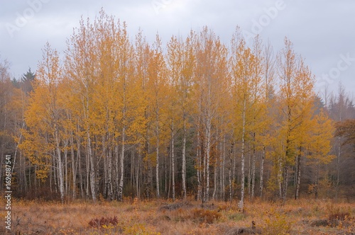 Wallpaper Mural A Forest of Shedding Birch Trees Torontodigital.ca