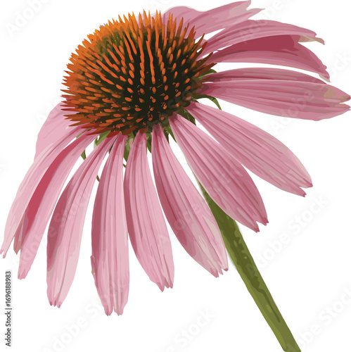 Elegant vector illustration of a pink Echinacea purpurea coneflower isolated on a white background. Botanical medicinal herb