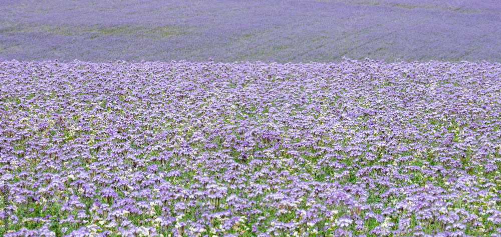 Obraz premium field of purple tansy or fiddleneck in wiltshire blooms beautifully purple