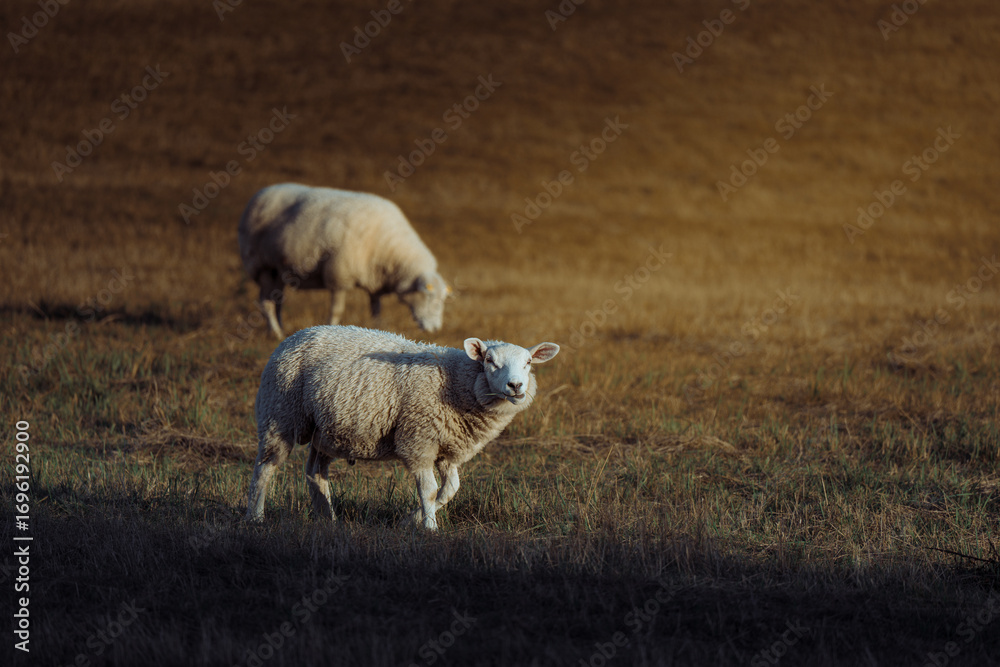 Fototapeta premium Sheep in landscape