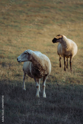 Sheep in landscape