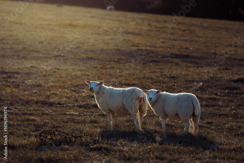 Sheep in landscape
