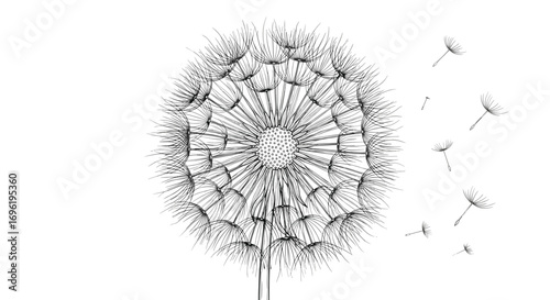 A delicate dandelion seed head releases its fluffy parachutes into the gentle breeze carried by nature's flight path