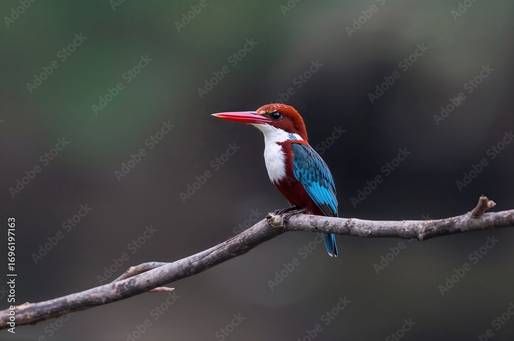 Obraz premium Colorful bird with white throat resting on a tree branch at eye height with a soft-focused natural background