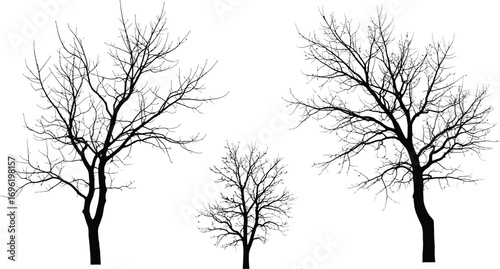 Bare tree silhouettes, depicting the stark beauty of winter trees with intricate branch patterns against a clear backdrop
