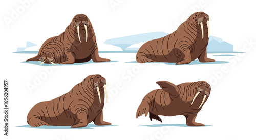 Four majestic walruses relaxing on arctic ice floes enjoying the cold environment