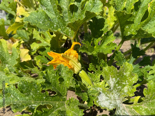 zucchini flower, organic food