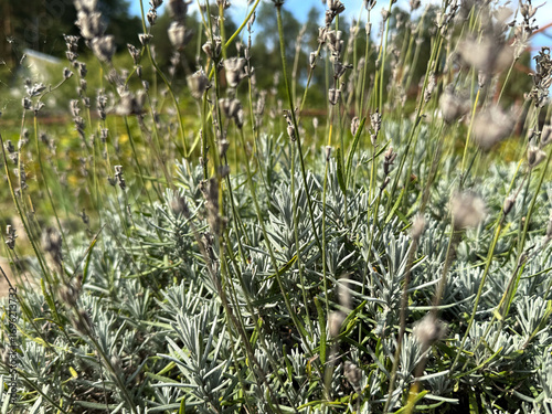 organic lavender in the country