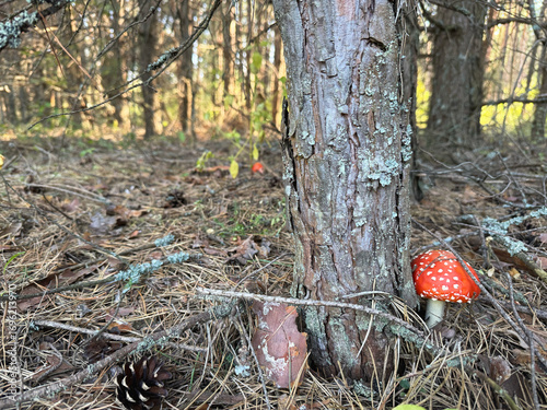 fly agaric in the forest, mushroom, mushroom picking