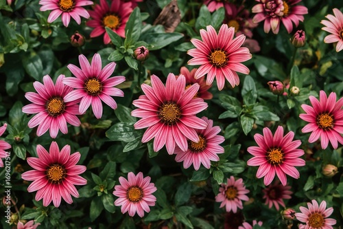 Stunning blooms against a botanical plaza backdrop, showcasing floral textures in summer and spring nature