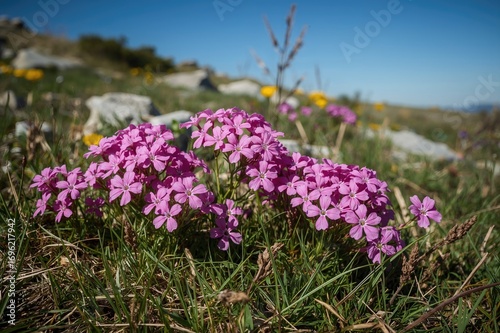 Creeping phlox, a flowering alpine plant also known as moss phlox or starry phlox