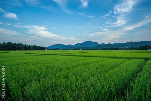 Afternoon scene at a lush rice field with sky and greenery, travel and nature background