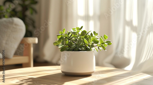 Minimalist Jade Plant in Stylish Korean Living Room