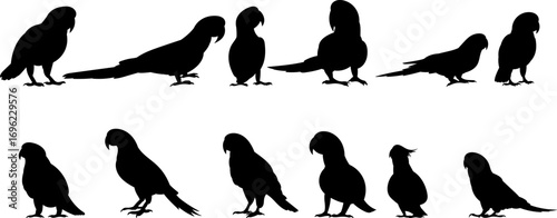 collection parrot, birds silhouette, vector
