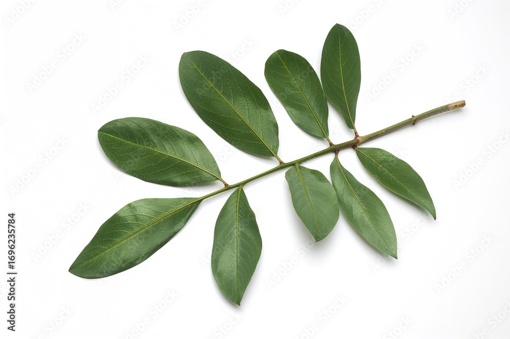 Obraz premium A professional photograph featuring assorted tree nuts