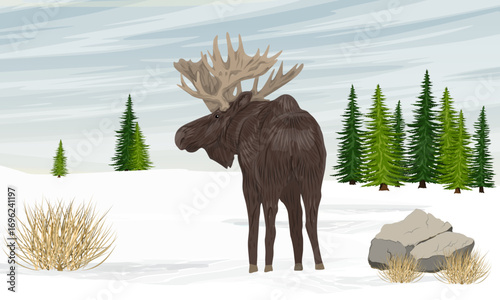 Elk walking through snowy field near spruce forest. Wild animals in winter. Realistic vector landscape