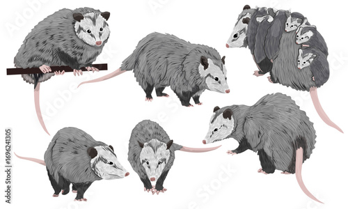 Set of opossums Didelphis virginiana in different poses. Males, females and their young. Virginia opossum or North American opossum. Realistic vector animal
