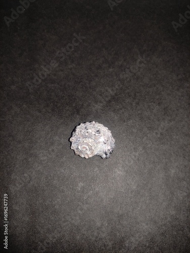 Close-up photo of a seashell on black cardboard background, natural marine detail with contrast