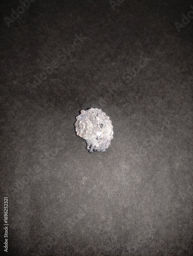 Close-up photo of a seashell on black cardboard background, natural marine detail with contrast