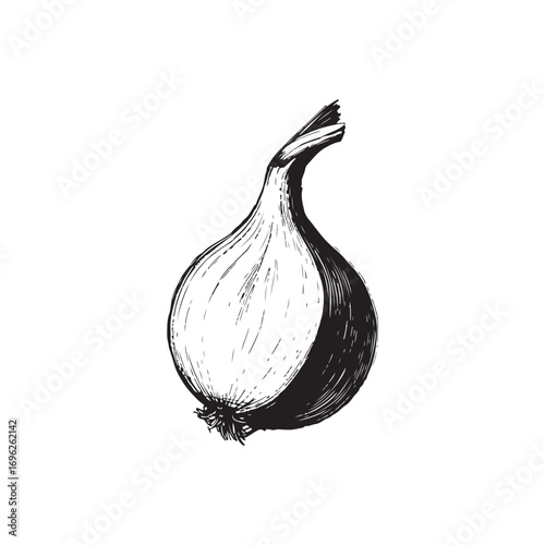 Onion Vector (4).eps