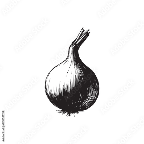 Onion Vector (3).eps