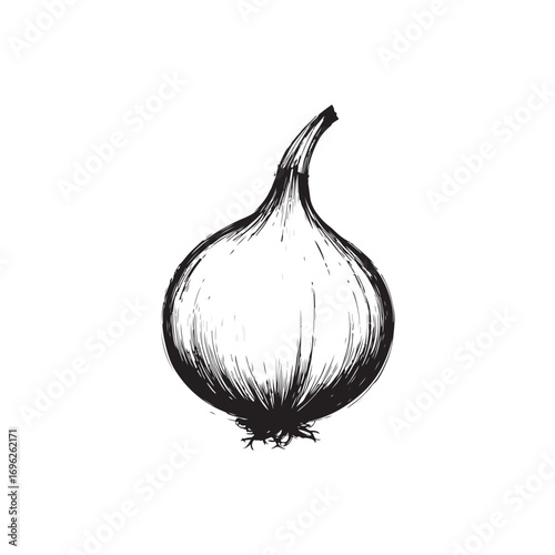 Onion Vector (1).eps