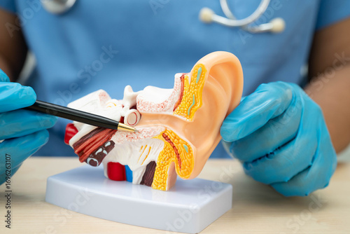 Asian doctor holding human ear model to learn and treat hearing loss in patient.