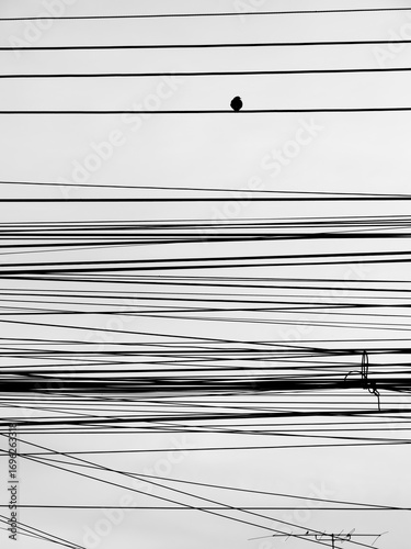 Black and White Harmony: Bird, Sky, and Cables