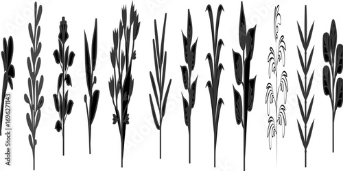 Hand-drawn vector drawing in black outline. A set of wild field grasses, meadow flowers, inflorescences, spikelets, stems, grass.