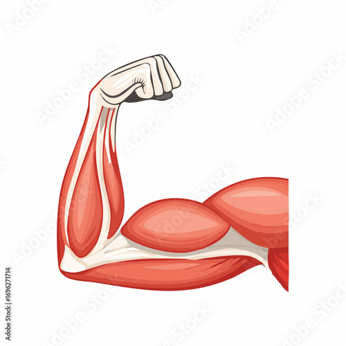 Forearm muscle