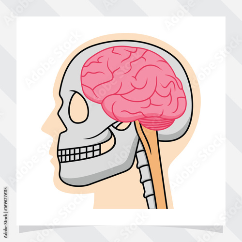 illustration of human head showing human skull with brain. vector illustration.