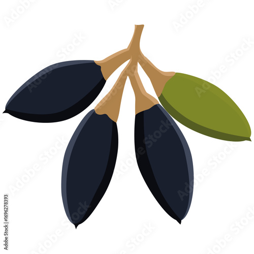 pili nut fruit vector drawing.