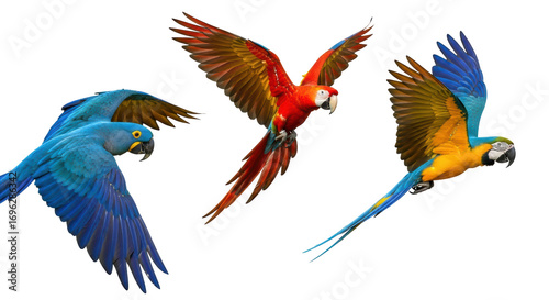 Fényképezés Isolated Flying Parrots
