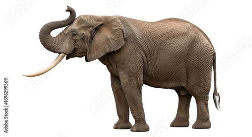 Isolated African Elephant