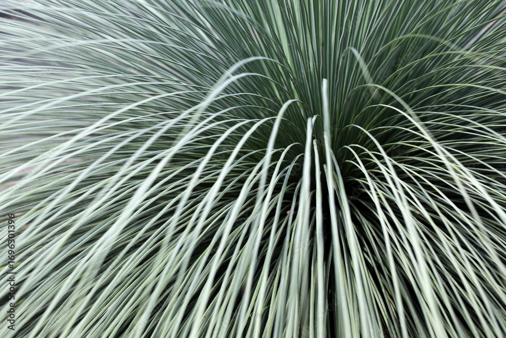 Obraz premium Abstract Close-Up of Green Grass Blades with Soft Motion Blur Effect