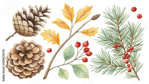 Watercolor pinecone cluster with branches and winter berries. Transparent background.