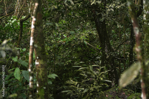 Dense Green Vegetation of the Misiones Rainforest