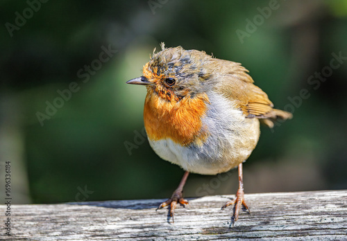 Photos Bedragled Robin Red Breast