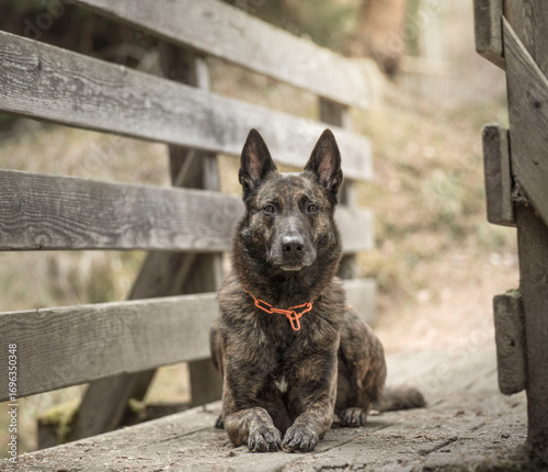 Obraz na plátne dutch shepherd laying on a bridge