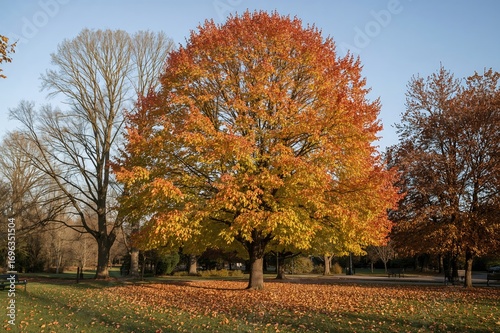 Daytime view of colorful fall leaves on trees, natural scenery, sunlight, seasonal landscape, digital wallpaper, outdoor park, tree photography