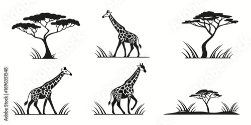 African Savannah Giraffes and Acacia Trees Silhouette Collection.