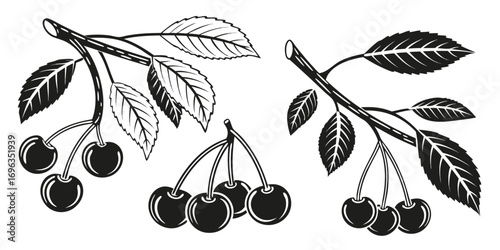Black and White Cherry Branches with Leaves.