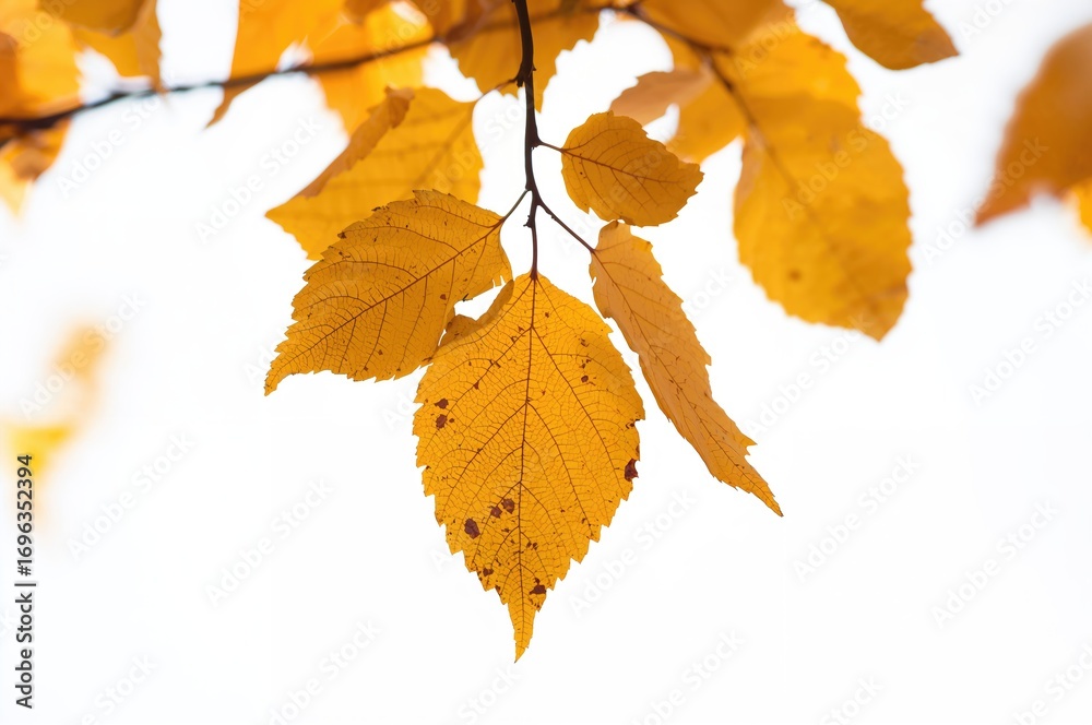 Fototapeta premium Isolated birch leaves in fall on a white backdrop