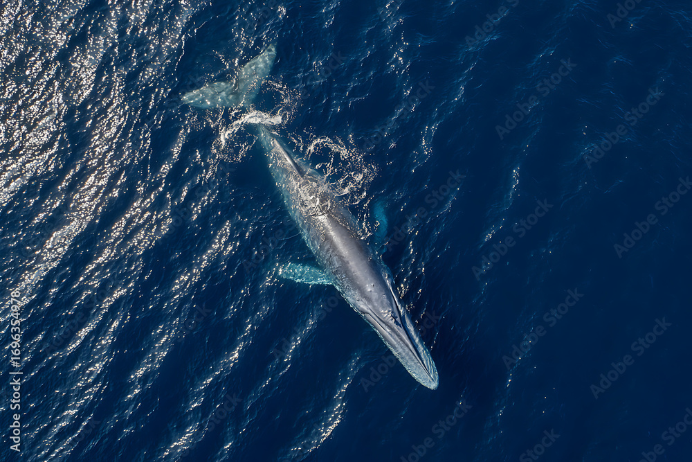 Obraz premium Majestic blue whale glides through sparkling deep ocean waters, a breathtaking aerial view of marine life.