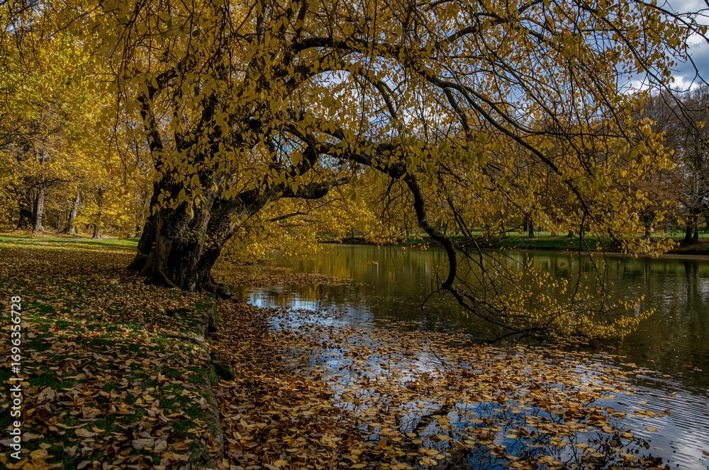 Obraz premium Tree in autumn with leaves mirrored on the river surface