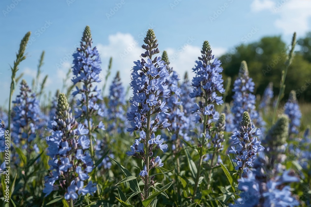 Obraz premium Blooming Chicory in a Temperate Region