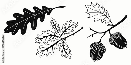 Black and White Oak Leaves and Acorns Illustration